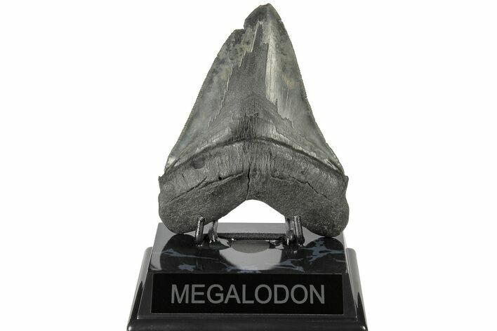 Serrated, Fossil Megalodon Tooth - South Carolina #186049